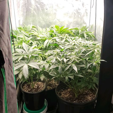 Zkittles Glue growlog timeline photo