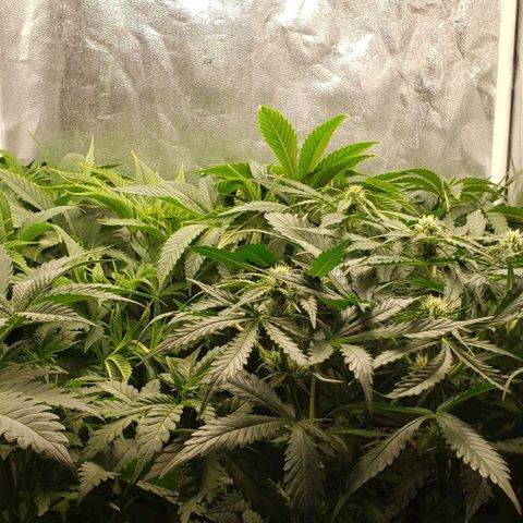 Zkittles Glue growlog timeline photo
