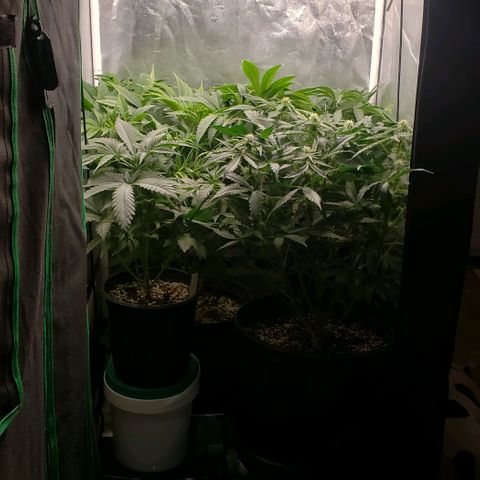 Zkittles Glue growlog timeline photo