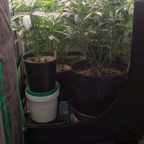 Zkittles Glue growlog timeline photo