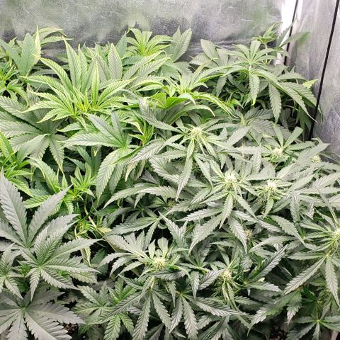 Zkittles Glue growlog timeline photo