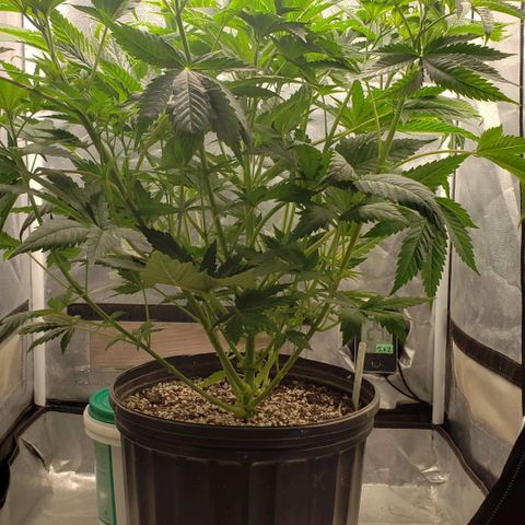 Zkittles Glue growlog timeline photo