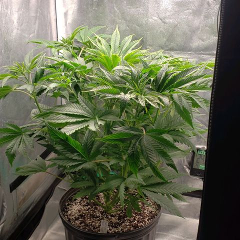 Zkittles Glue growlog timeline photo