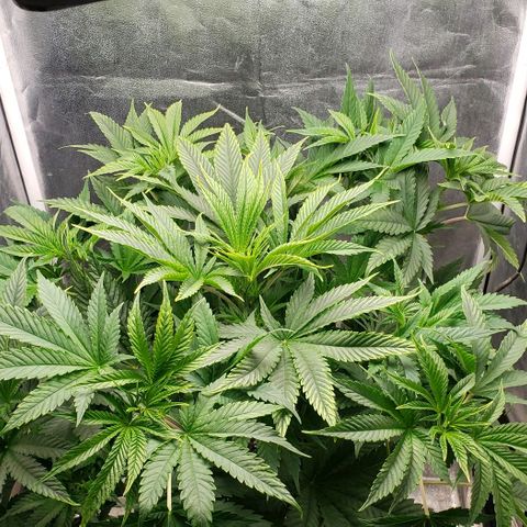 Zkittles Glue growlog timeline photo
