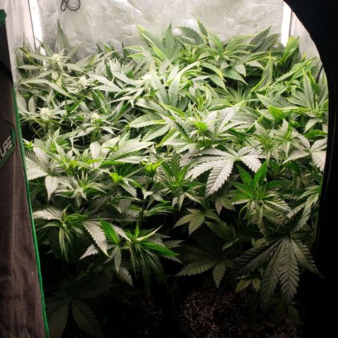 Zkittles Glue growlog timeline photo