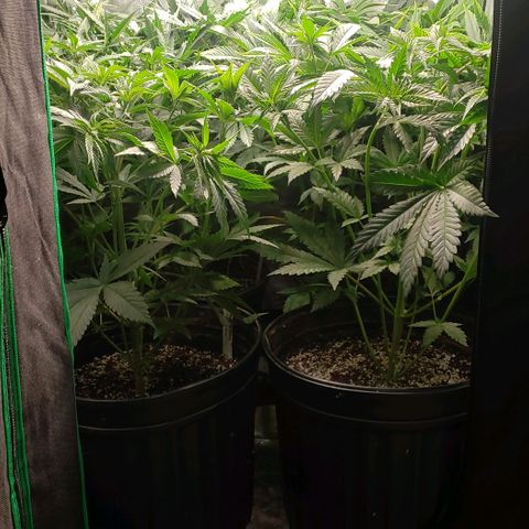 Zkittles Glue growlog timeline photo
