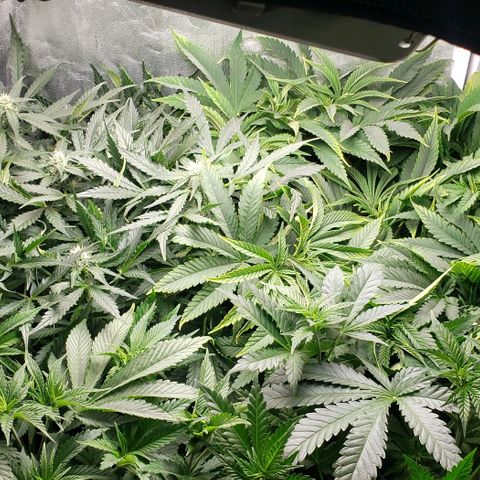 Zkittles Glue growlog timeline photo