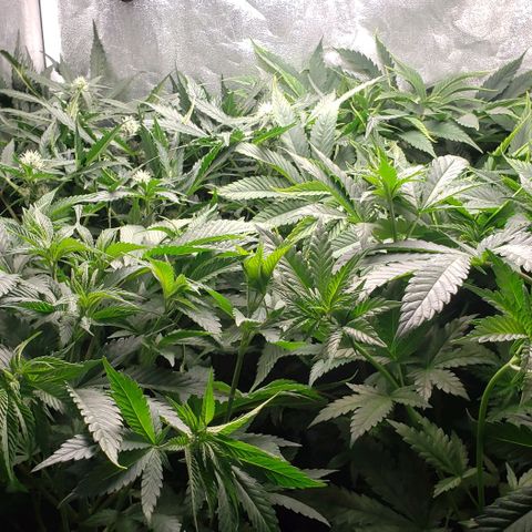 Zkittles Glue growlog timeline photo