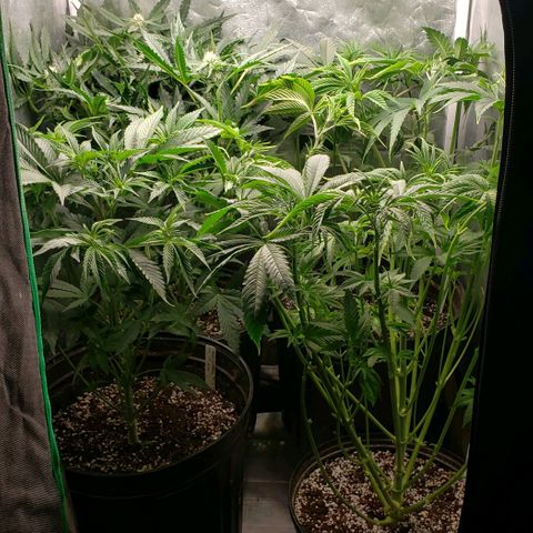 Zkittles Glue growlog photo: After haircut