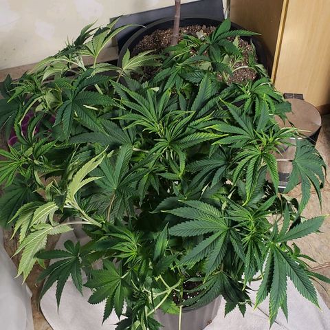 Zkittles Glue growlog timeline photo