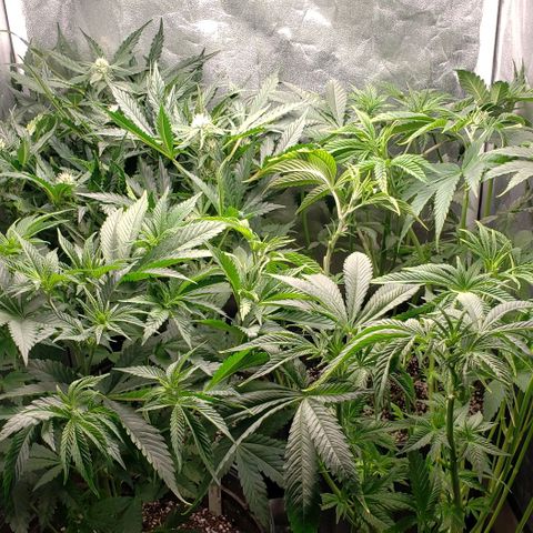 Zkittles Glue growlog photo: After haircut
