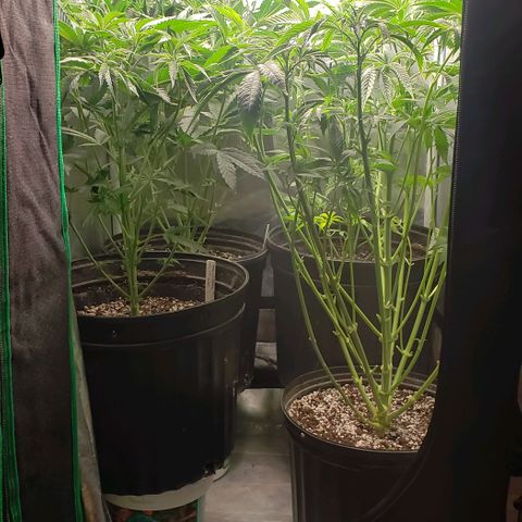 Zkittles Glue growlog photo: After haircut