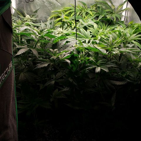 Zkittles Glue growlog timeline photo
