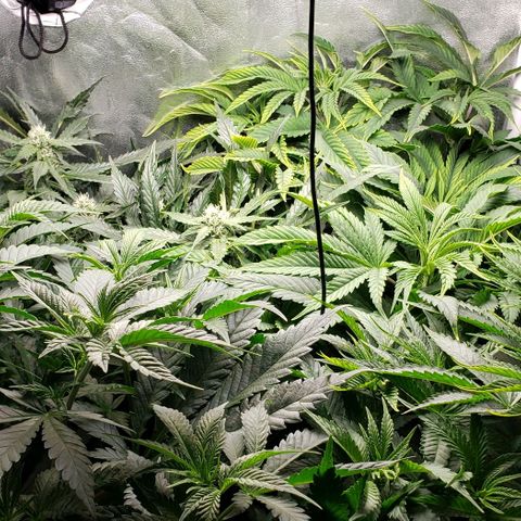 Zkittles Glue growlog timeline photo