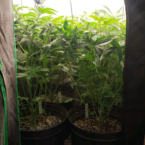 Zkittles Glue growlog timeline photo