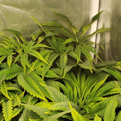Zkittles Glue growlog timeline photo