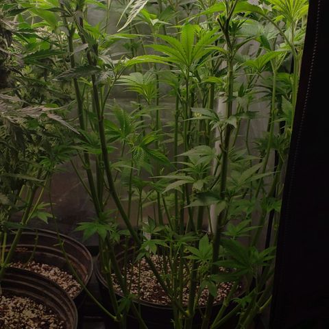Zkittles Glue growlog timeline photo