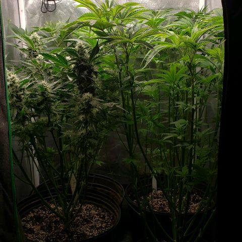 Zkittles Glue growlog timeline photo