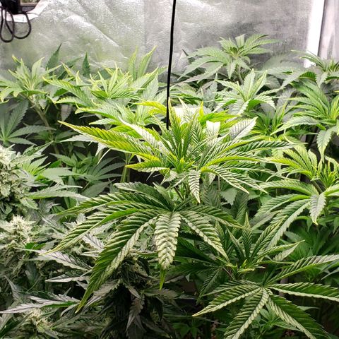 Zkittles Glue growlog timeline photo