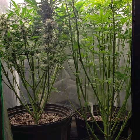 Zkittles Glue growlog timeline photo