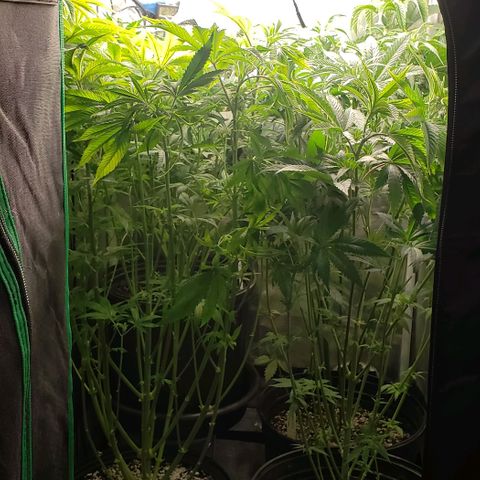 Zkittles Glue growlog timeline photo