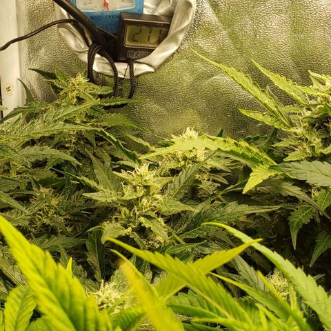 Zkittles Glue growlog timeline photo