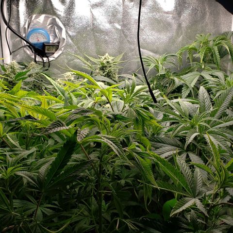 Zkittles Glue growlog timeline photo