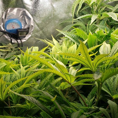 Zkittles Glue growlog timeline photo