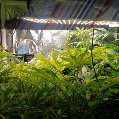 Zkittles Glue growlog timeline photo