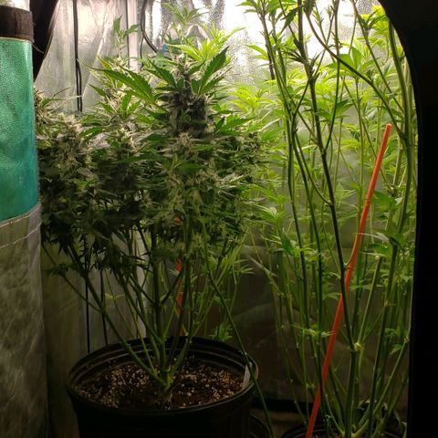 Zkittles Glue growlog timeline photo