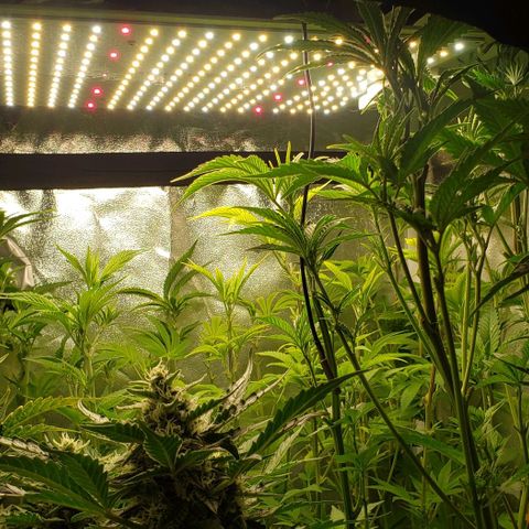 Zkittles Glue growlog timeline photo