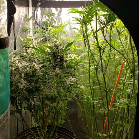 Zkittles Glue growlog timeline photo