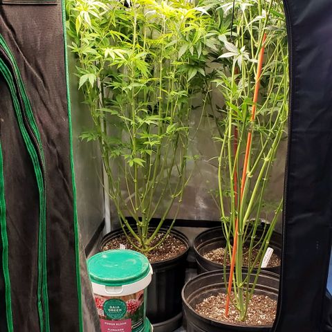 Zkittles Glue growlog timeline photo