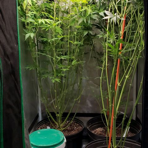 Zkittles Glue growlog timeline photo