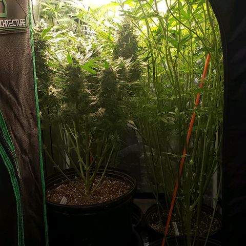 Zkittles Glue growlog timeline photo