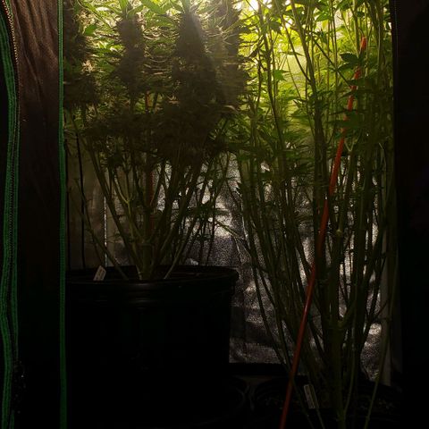 Zkittles Glue growlog timeline photo