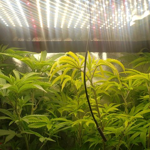 Zkittles Glue growlog timeline photo
