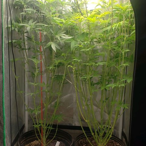 Zkittles Glue growlog timeline photo