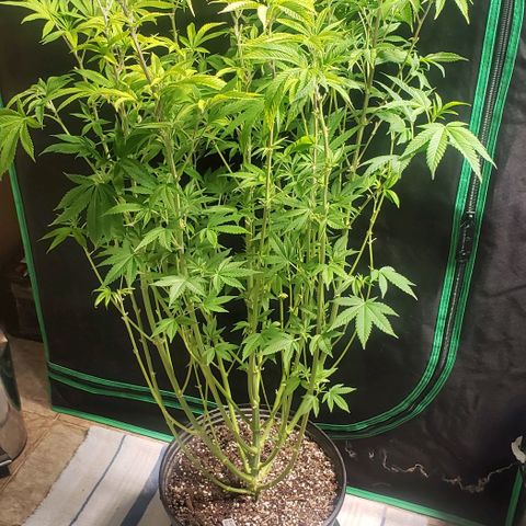 Zkittles Glue growlog timeline photo