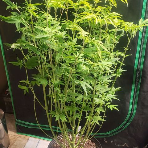 Zkittles Glue growlog timeline photo
