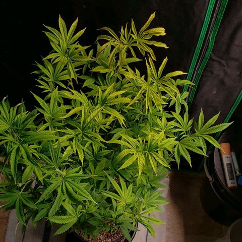 Zkittles Glue growlog timeline photo