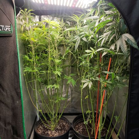 Zkittles Glue growlog timeline photo