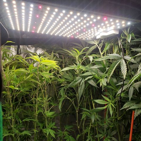 Zkittles Glue growlog timeline photo
