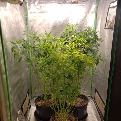 Zkittles Glue growlog timeline photo
