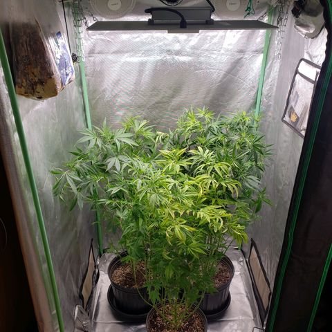 Zkittles Glue growlog timeline photo