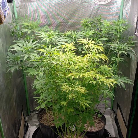 Zkittles Glue growlog timeline photo