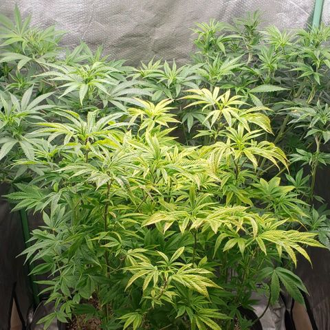 Zkittles Glue growlog timeline photo