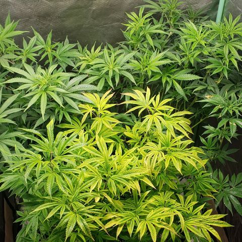 Zkittles Glue growlog timeline photo