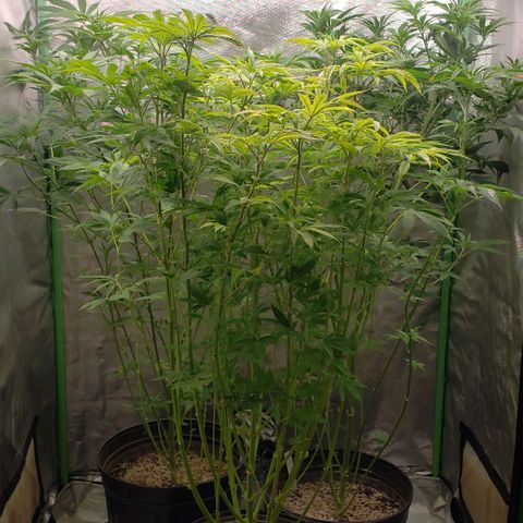 Zkittles Glue growlog timeline photo