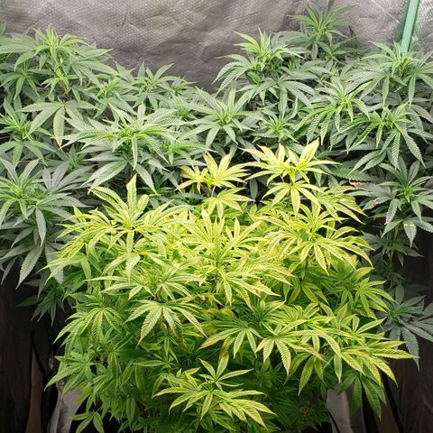 Zkittles Glue growlog timeline photo